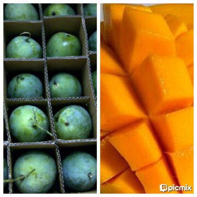 Mangga harum manis (1 dus kira2 6 kg)