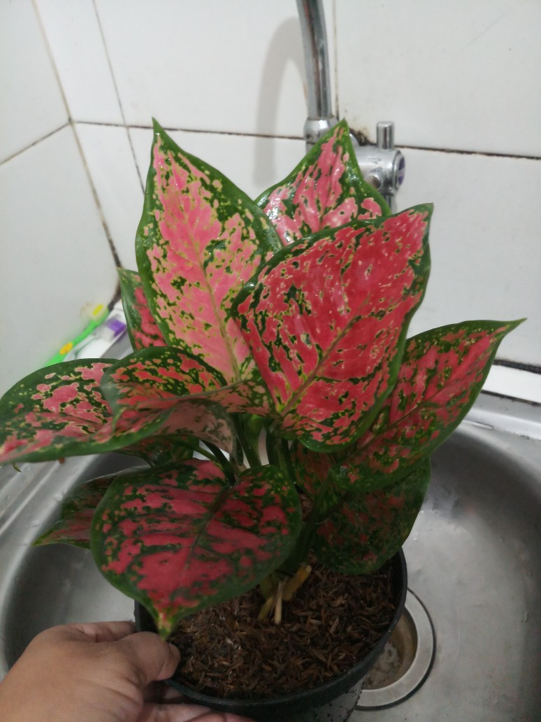 Aglonema Dud Anjamani Jumbo