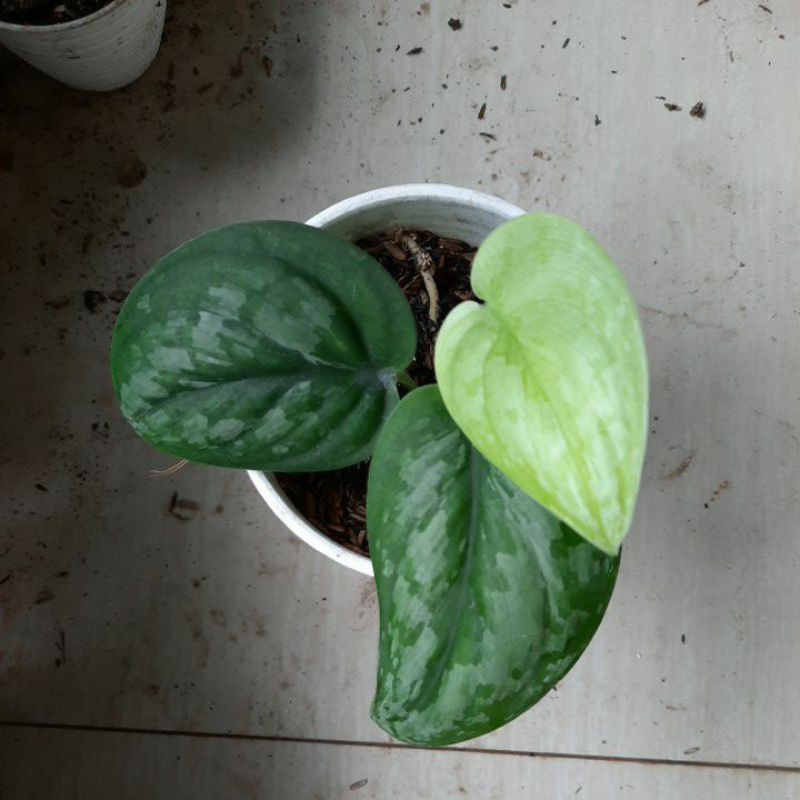 scindapsus/sirih gading silver