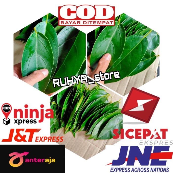 Ready Daun Cincau Hijau 1kg - Cincau Jelly Bukan Cicau Bulu