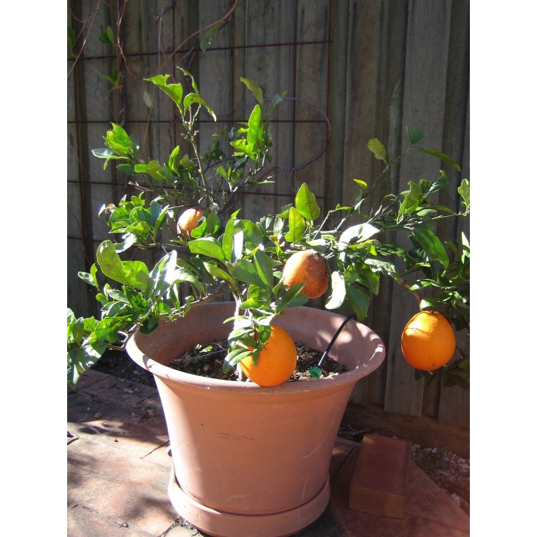 Biji Benih Bibit Jeruk Bonsai (Orange Dwarf Seeds)-1