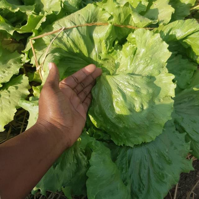 150 Biji - Benih Selada LETUS ICEBERG (Selada Kepala), selada kebab