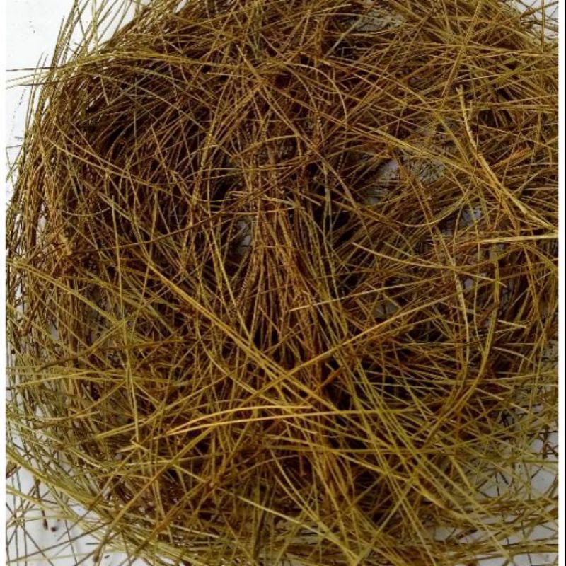

daun pinus kering 500gram/daun pinus sarang burung