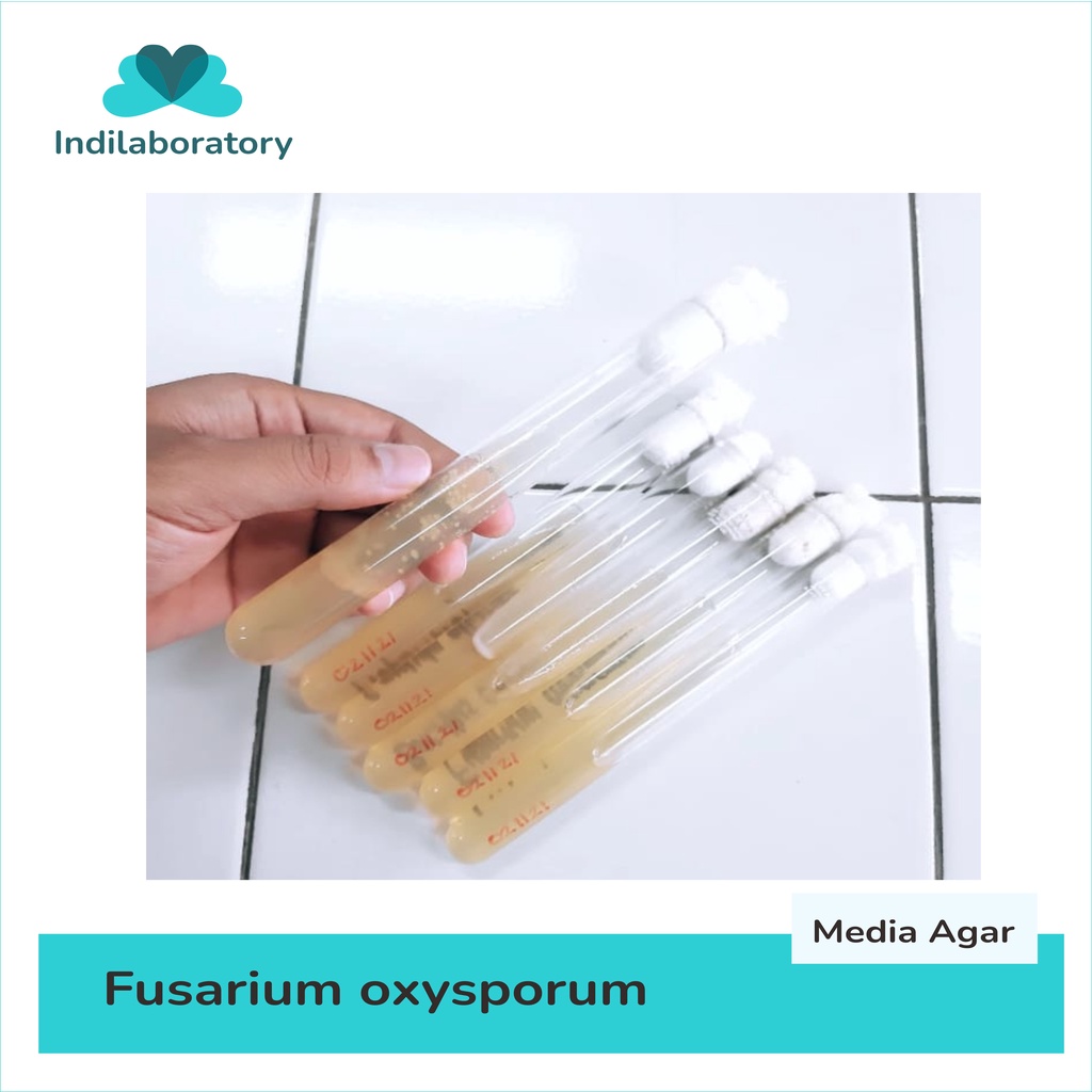 Kultur isolat murni Fusarium oxysporum media beras