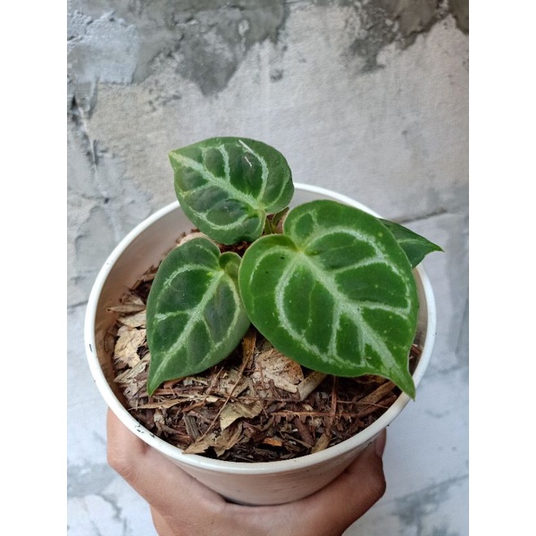 kuping gajah dorayaki