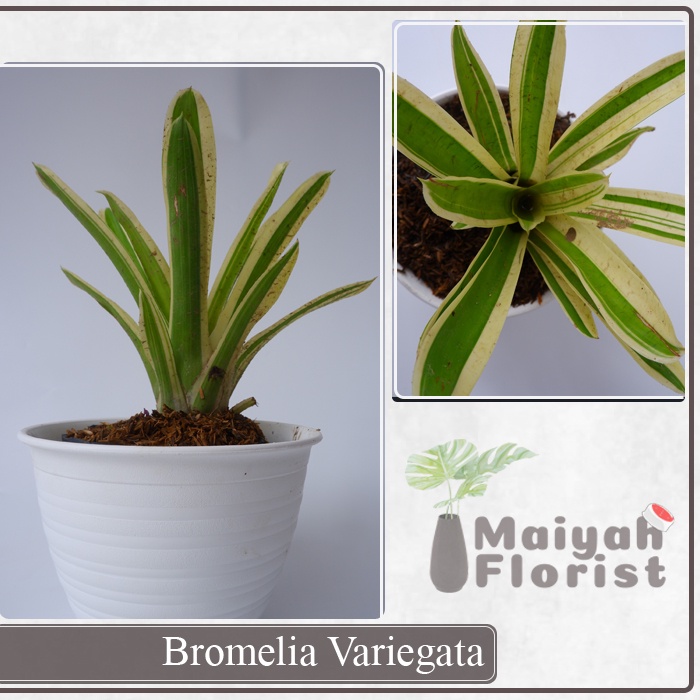 Bromelia Variegata - Tanaman Hias