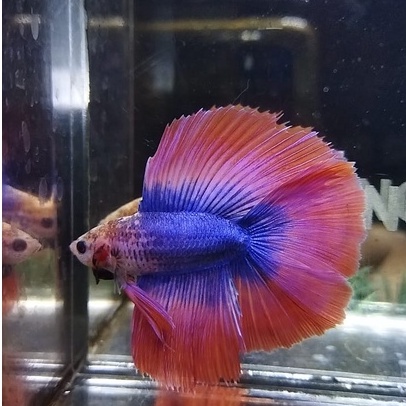 HALFMOON DOUBLE TAIL/HMDT MASCOT SERIES GOOD FORM 100% REALPICT (HMDTMC1)