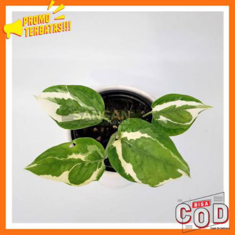 Tanaman Hias Sirih Njoy / Epipremnum Aureum Njoy / Sirih Njoy / Sirih Belanda / Njoy Pothos