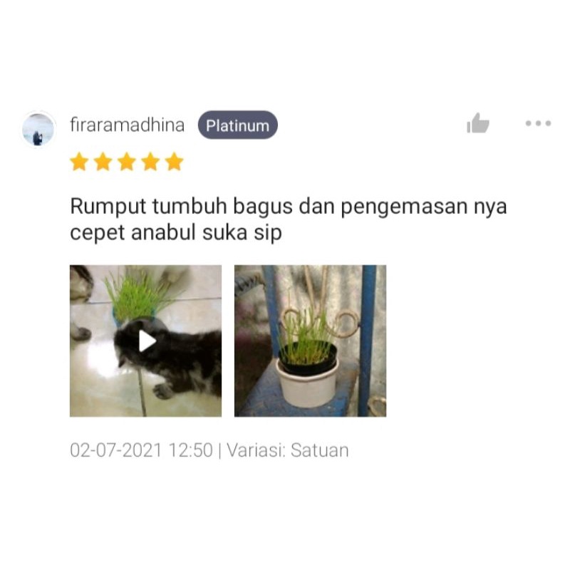 PAKET TANAM CATGRASS - Paket Lengkap Menanam Catgrass Rumput Kucing Wheatgrass Dapat Pot Kompos Benih