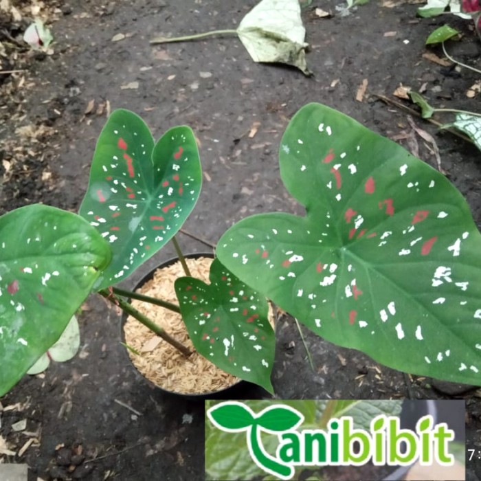 tanaman hias keladi tricollor keladi merah putih hijau