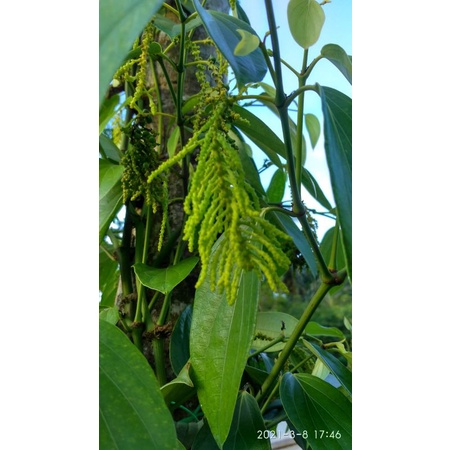 BIBIT MERICA THEKEN /LADA INDIA SIAP TANAM (sambung melada)