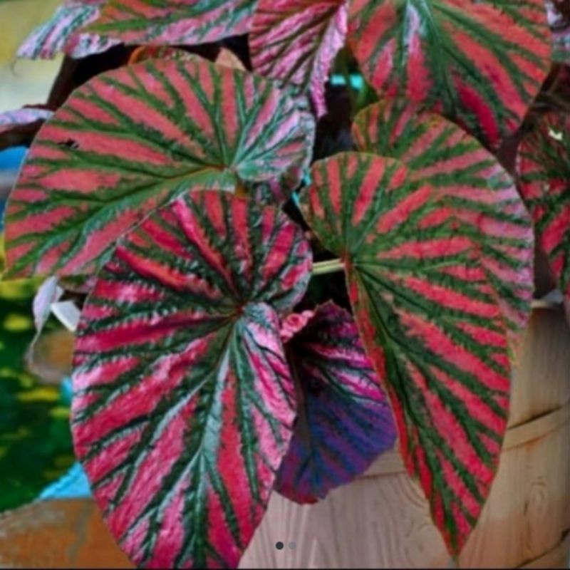 Tanaman hias Begonia REX WALET