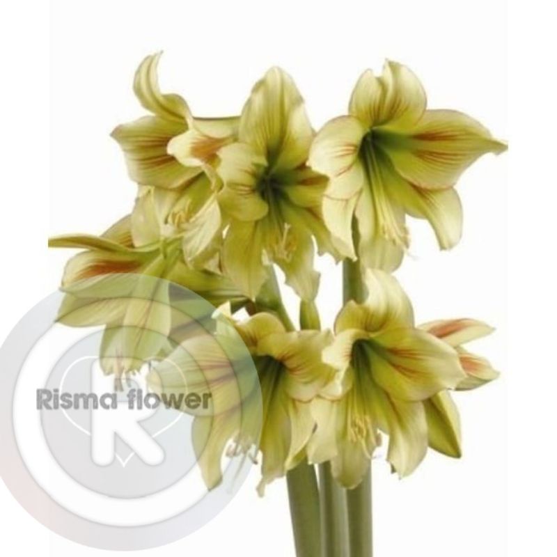 Tanaman hias Bakung amarilis bunga hijau army ( Bunga amarilis / pohon hias )