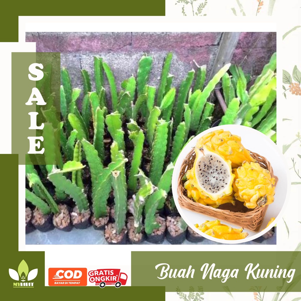 BIBIT BUAH NAGA KUNING SUPER
