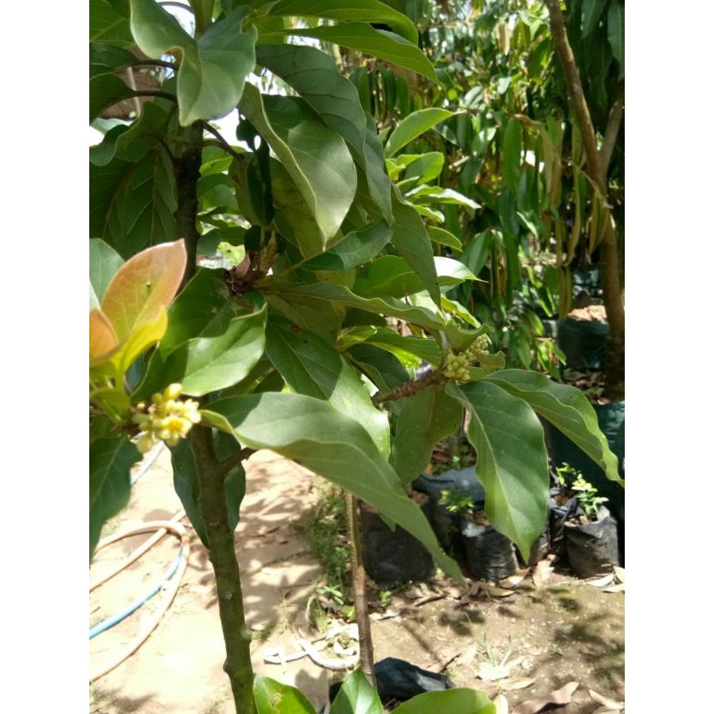 bibit alpukat berbunga