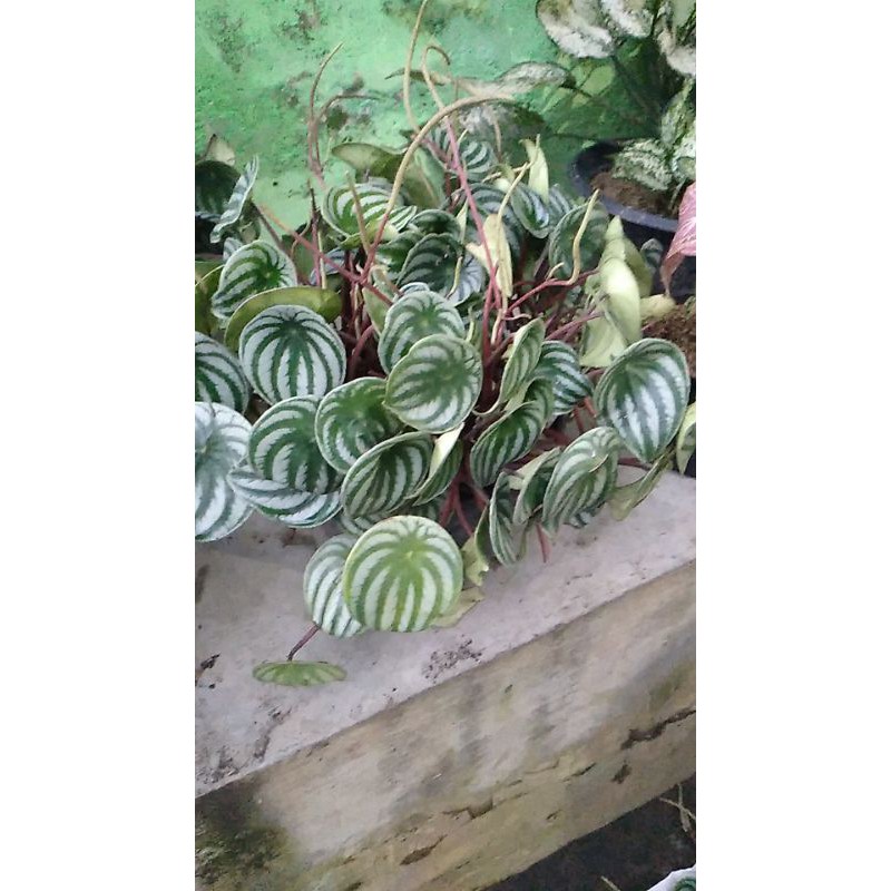 

peperomia water melon