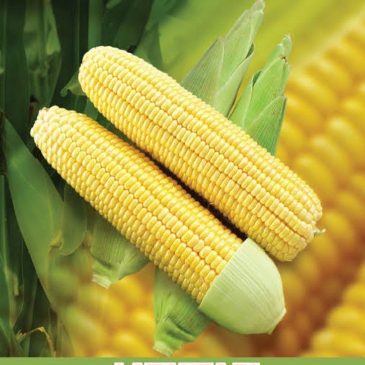 25 Biji - Benih Bibit Jangung Manis JAMBORE F1 - Jangung Madu Jagung Kuning  - Bibit Sayuran