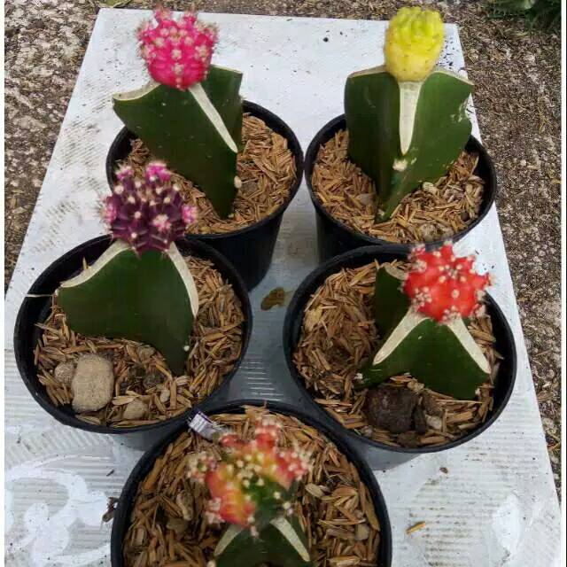 Paketan kaktus gymno mini