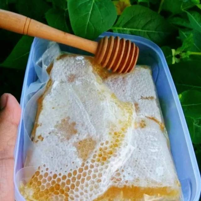 

Madu Apis cerana (langsung dari sarangnya)