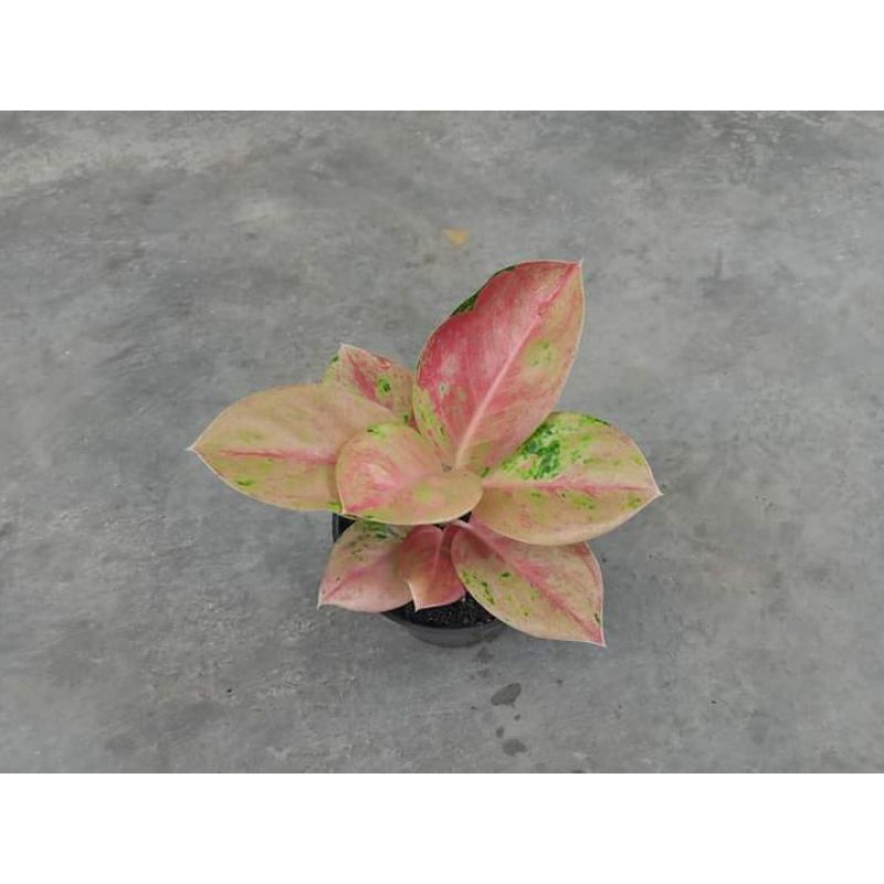 AGLONEMA BIGROY MUTASI