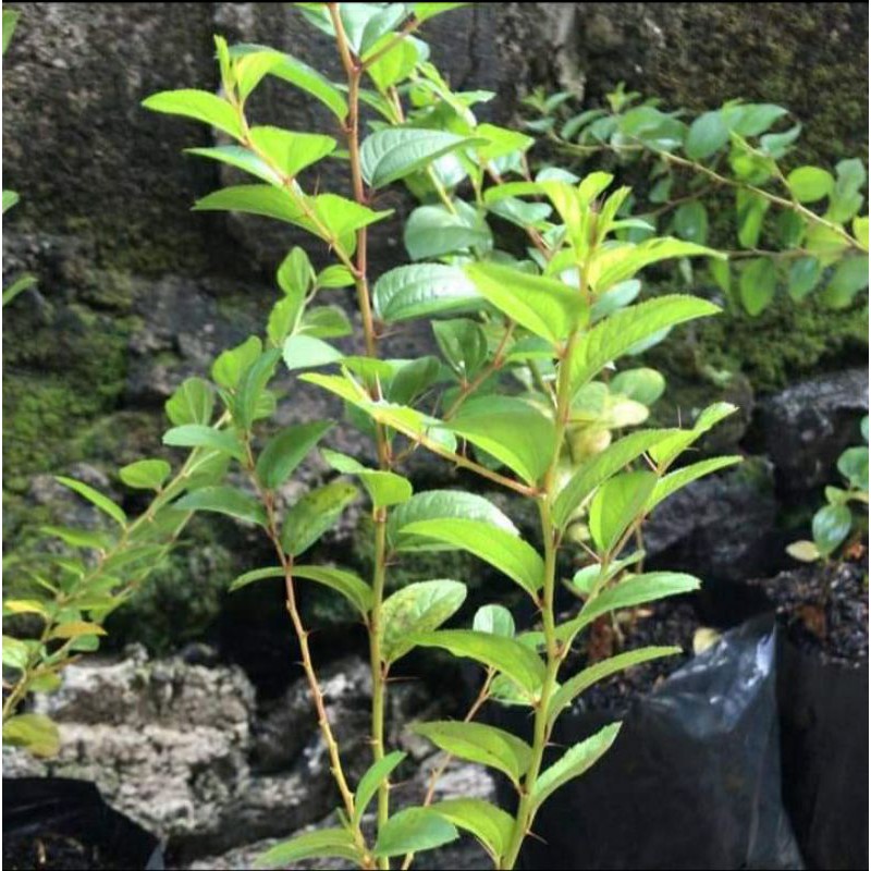 Bibit Bidara arab asli