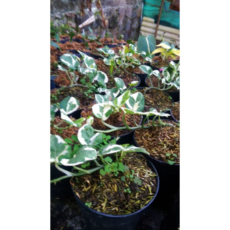 tanaman hias sirih belanda