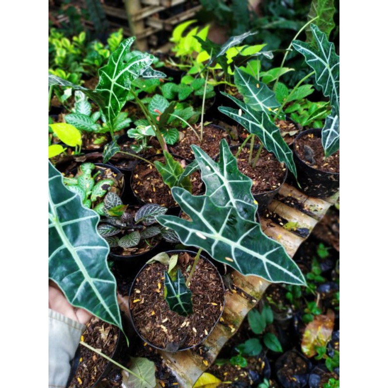 tanaman hias hidup, keladi amazon