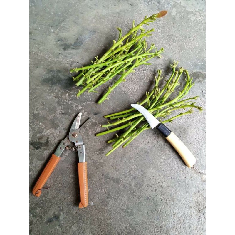 Entres Alpukat Subang / Kelud 25-30cm Valid