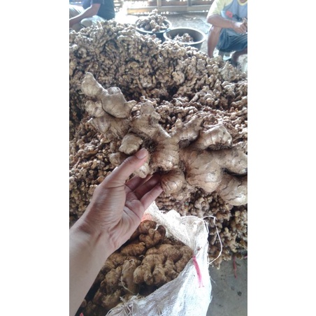 

Jahe gajah 1Kg