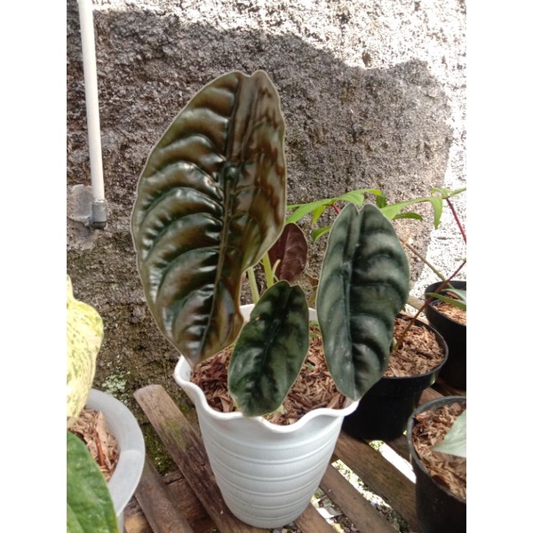 alocasia cuprea / keladi tengkorak