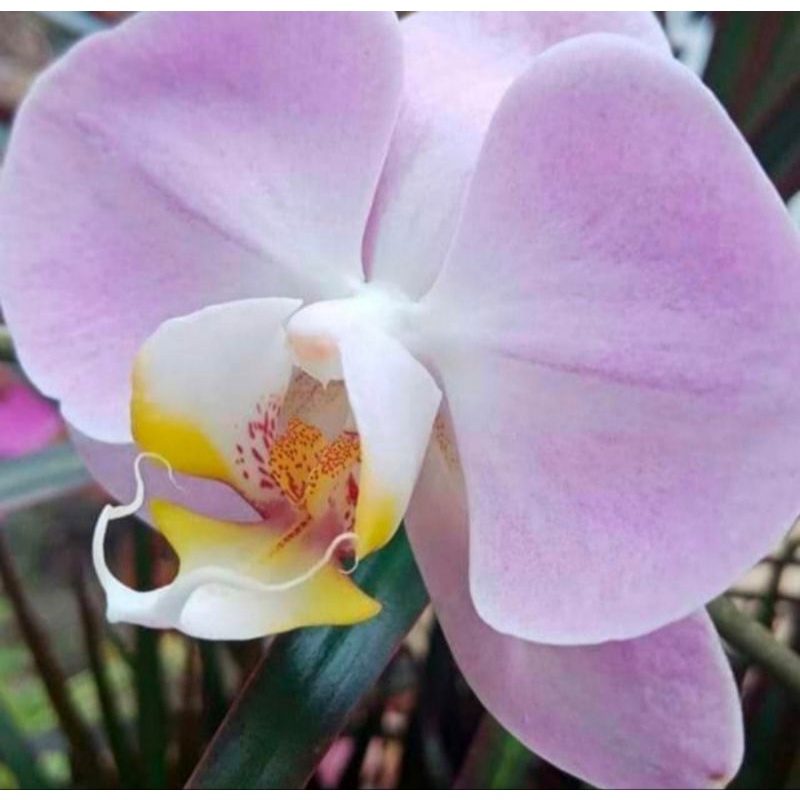 Pohon Anggrek Bulan Bunga Pink Lidah Kuning Dewasa Siap Spike