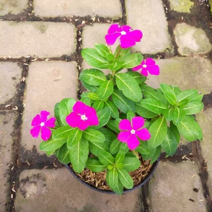 tanaman hias tapak dara bunga pink - BIBIT tapak dara