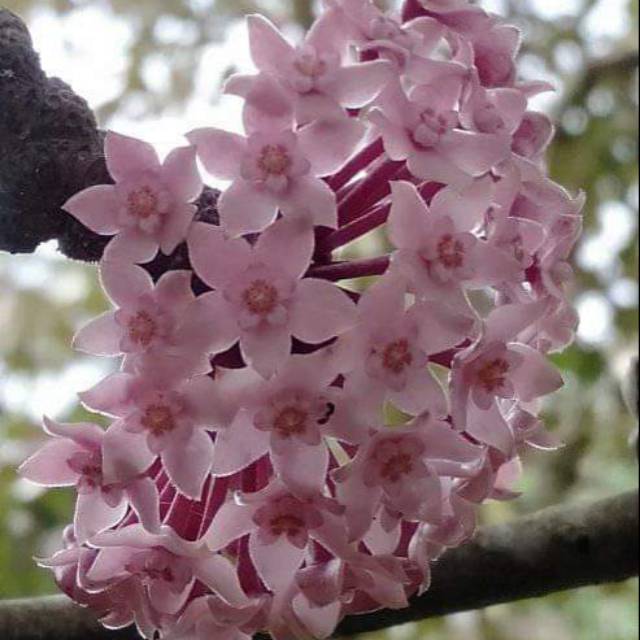 Hoya macrophyla/Hoya/Hoya murah/grosir Hoya