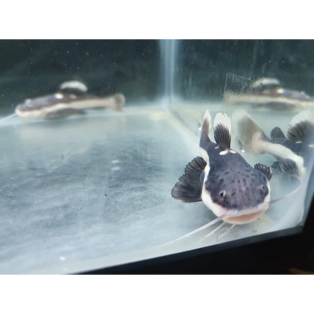 Ikan hiasan redtail catfish / red tail catfish / RTC predator