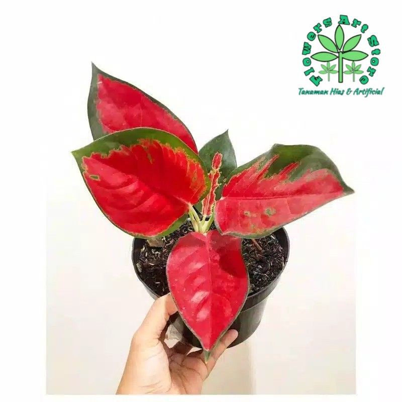 Tanaman Hias Aglonema Suksom Jaipong Stang Pendek - Suksom Jaipong - Aglonema Murah