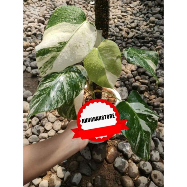 monstera king varigata 6 daun