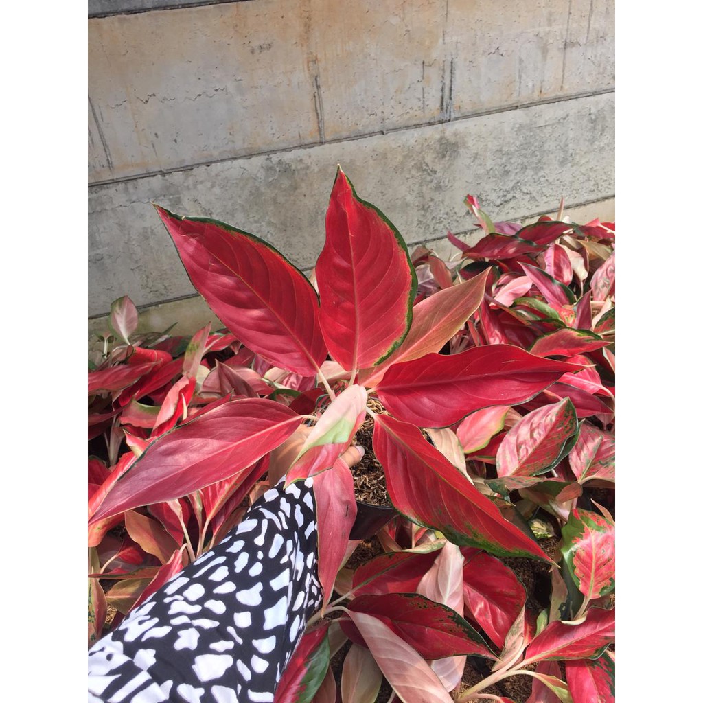 Aglonema Aglaonema Red Hot Chilli Papper (RHCP) atau Red Ayu