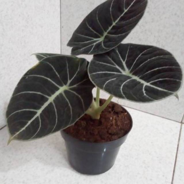 Tanaman Hias Keladi Alocasia Black Velvet Bibit Tanaman Hias Keladi Shopee Indonesia