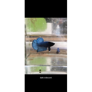 Cupang BBL Promo Murah