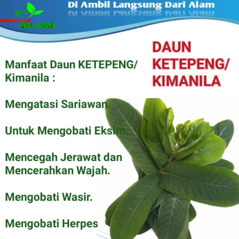 Daun Ketepeng,Obat Penyakit Kulit,Gatal Kulit,Perut Kembung,Sariawan, Melancarkan Urine 100gr