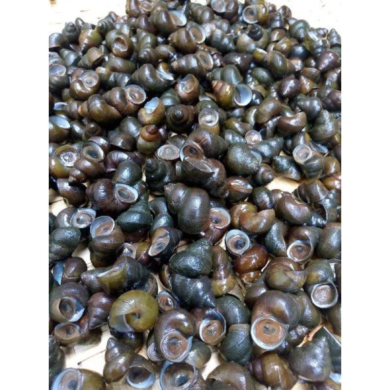 

[ Seafood ] Tutut Hidup 2 Kg hidup