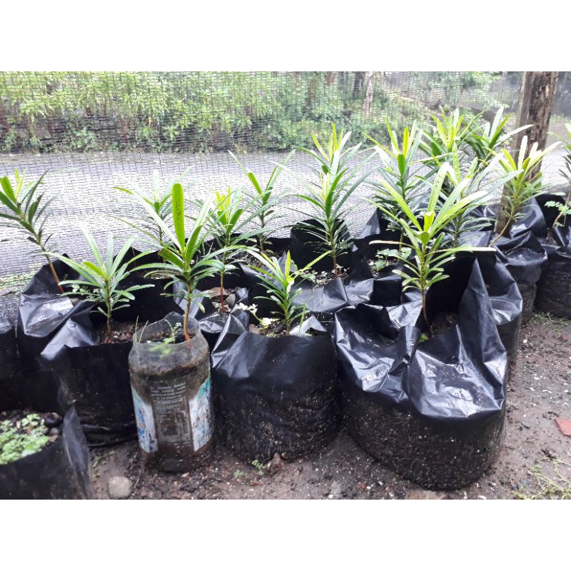 BIBIT LOHANSUNG BONSAI/ LOHANSUNG mawar/SEMAI DARI BIJI