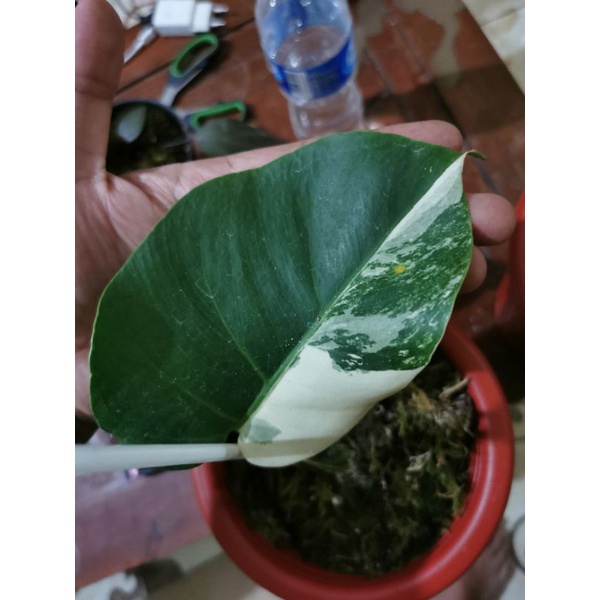 SOLD OUT monstera king deliciosa varigata ekonomis monvar ekonomis