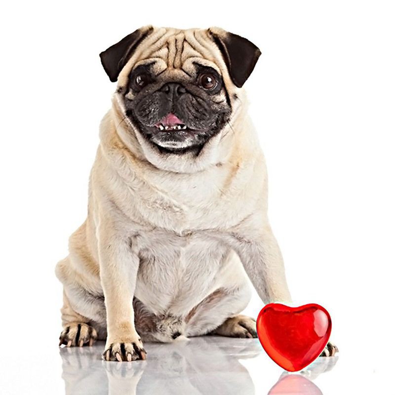 Diy Lukisan Diamond 5d Dengan Gambar Anjing Tinkerpei 3d Untuk