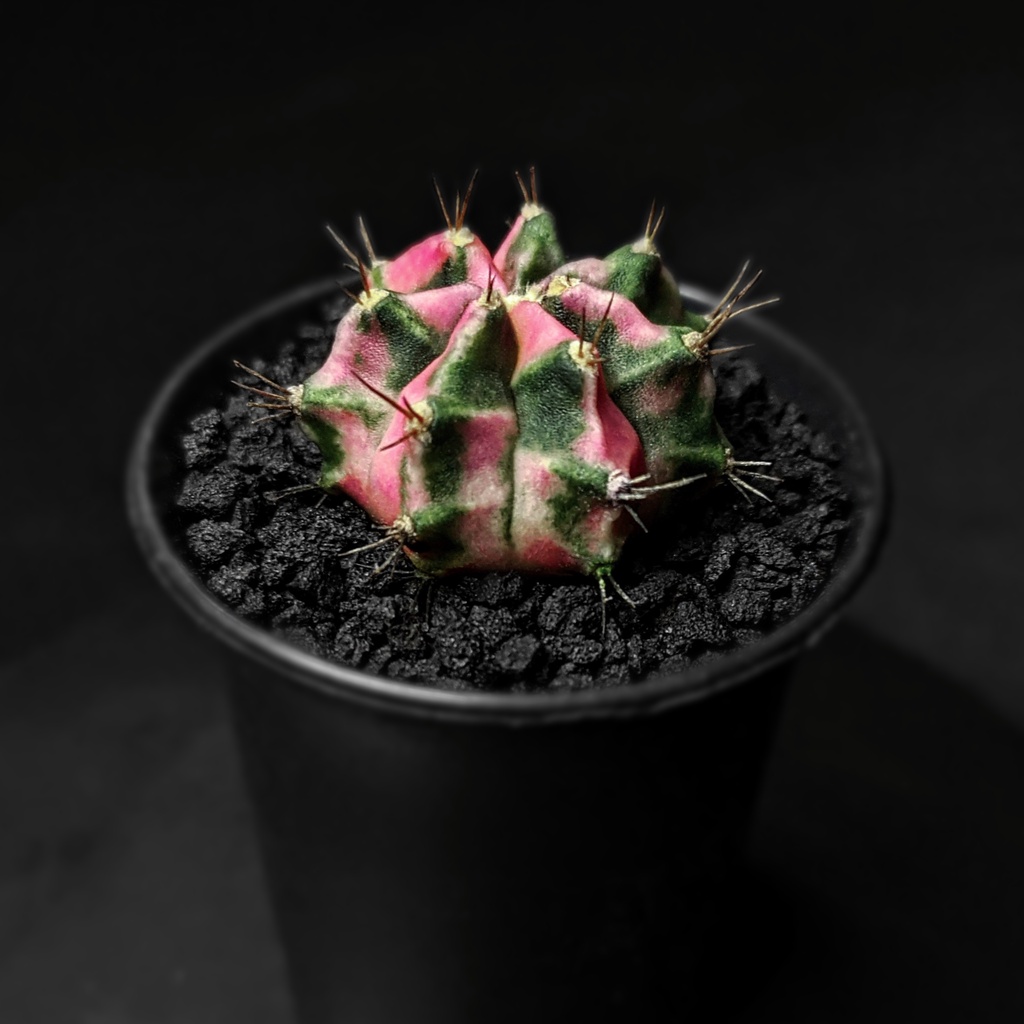 Gymnocalycium Mihanovichii Variegata Pink diamond | Gymno Pink Diamond | ownroot | pot 5cm akar mapa