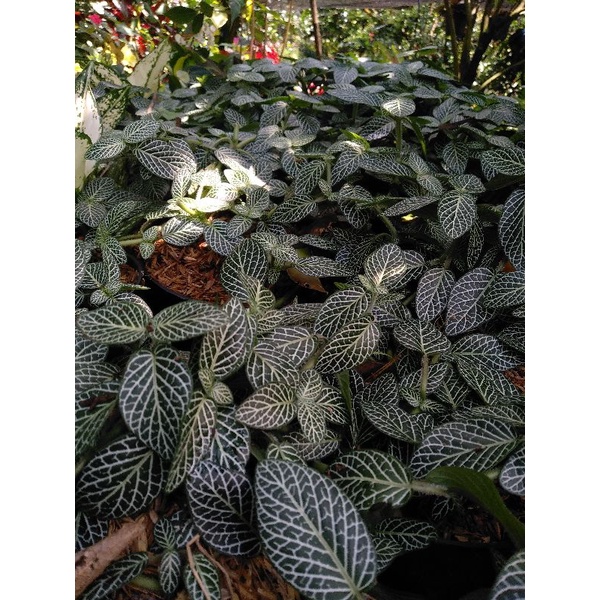 Tanaman Hias Cantik - Fittonia Putih - Fittonia white variegata