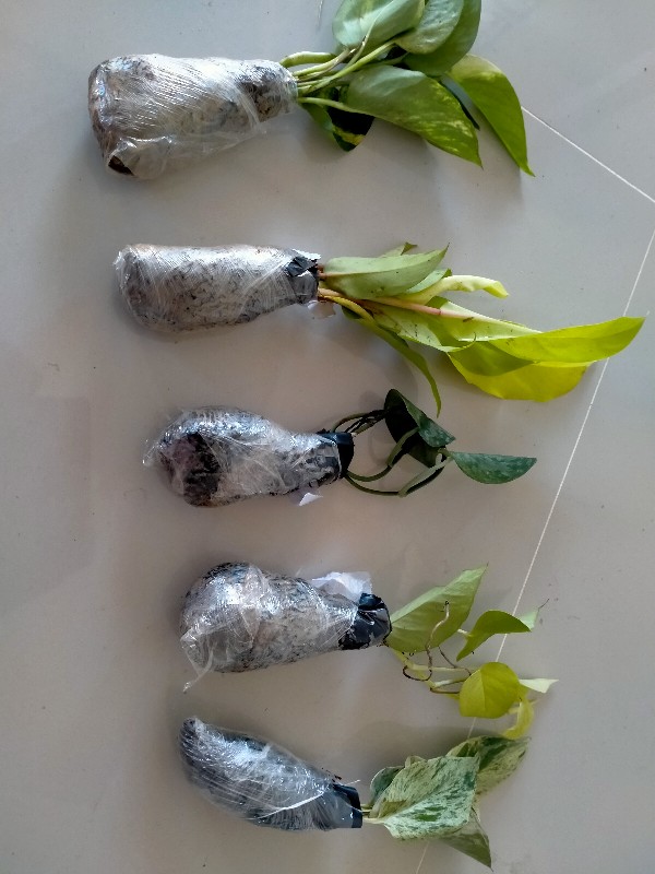 Paket 5 Tanaman Hias Serihgading