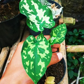 Keladi Army Alocasia Army Green Shopee Indonesia