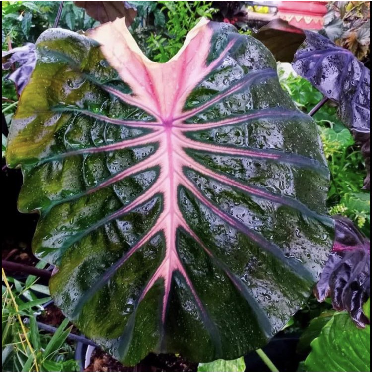 Tanaman hias COLOCASIA BLACK LAVA hybrid new variant siap tanam