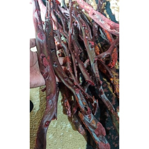 BAHAN AKAR BAHAR MERAH